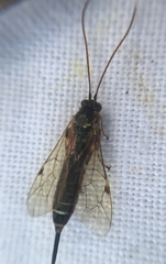 Itoplectis