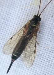Itoplectis