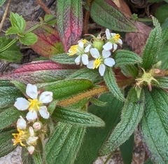 Chaetogastra longifolia image