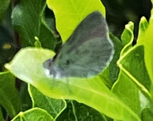 Hawaiian Blue photo 3