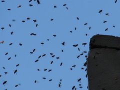 Insecta