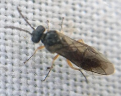 Hoplocampa