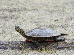 Painted Turtle photo 2