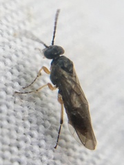 Hoplocampa