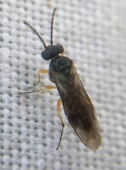 Hoplocampa