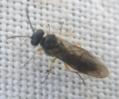 Hoplocampa