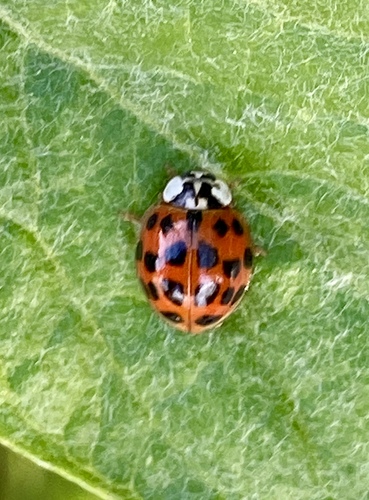 iNaturalist observation photo of Asian Lady Beetle