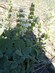 Salvia verbascifolia