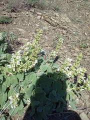 Salvia verbascifolia