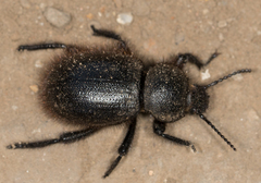 Eleodes nigropilosa