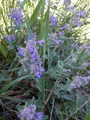 Nepeta racemosa racemosa