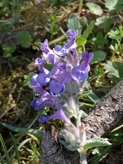 Nepeta racemosa racemosa