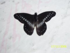 Insecta