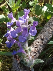 Nepeta racemosa racemosa