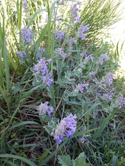 Nepeta racemosa racemosa