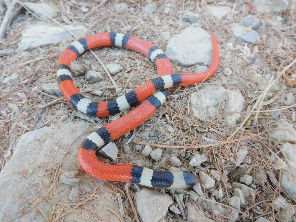 Michoacán Ground Snake from 40192 Gro., México on February 15, 2024 at ...