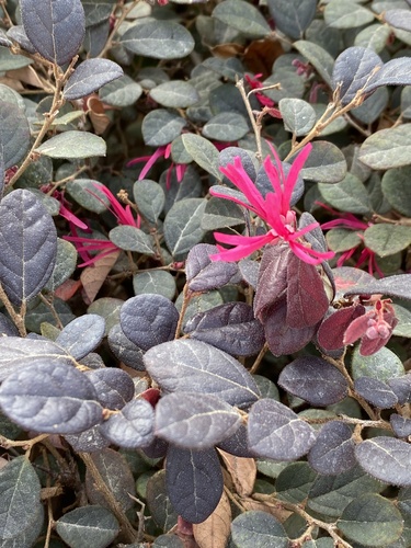 Foto de Quaresmeira