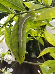 Daphnis nerii