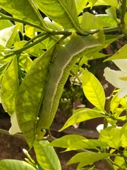 Daphnis nerii