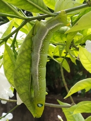 Daphnis nerii