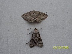 Insecta