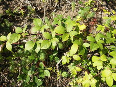 Rubus phyllostachys