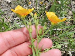 Linum rigidum