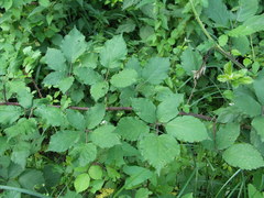 Rubus praecox