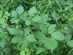 Rubus praecox