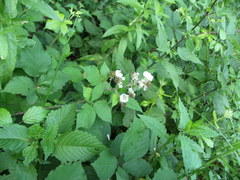 Rubus praecox