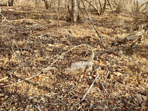 Ibervillea hypoleuca