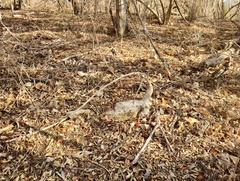 Ibervillea hypoleuca