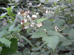 Rubus praecox