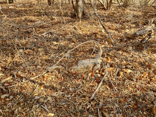 Ibervillea hypoleuca