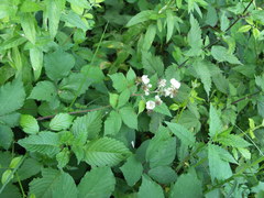 Rubus praecox