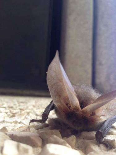 Gray Big-eared Bat