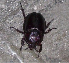 Insecta