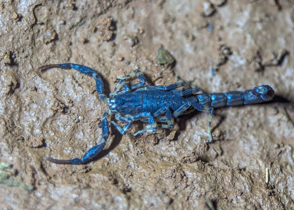 Ananteris obscura