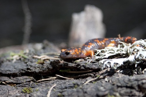 iNaturalist observation photo of Sierra Nevada Ensatina