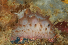 Halgerda willeyi