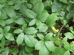 Rubus pulchricaulis