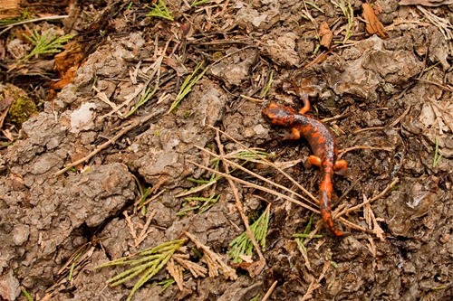 iNaturalist observation photo of Sierra Nevada Ensatina