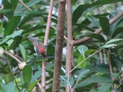 Myzomela cardinalis