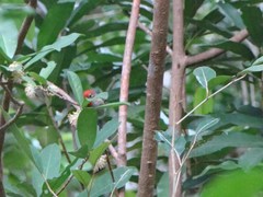 Myzomela cardinalis
