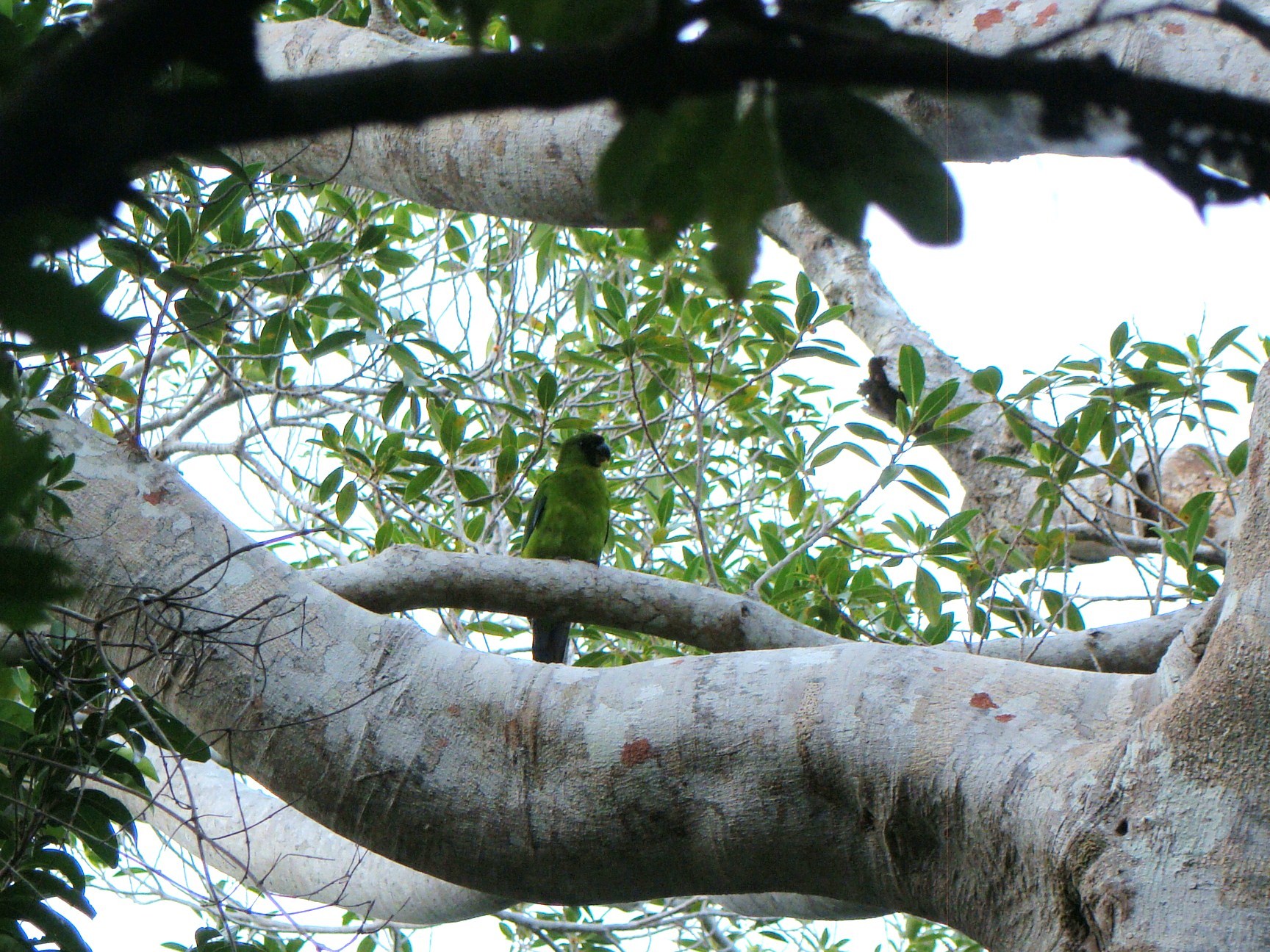Horned Parakeet (Eunymphicus cornutus), photo 8