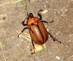 Insecta
