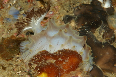 Halgerda willeyi