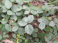 Rubus corylifolius