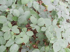 Rubus corylifolius