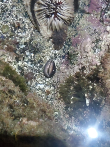 Monetaria caputserpentis observed 2024-02-10